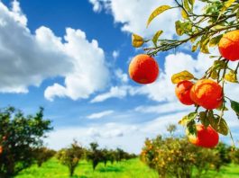 Hacienda el refugio cadereyta, naranjas