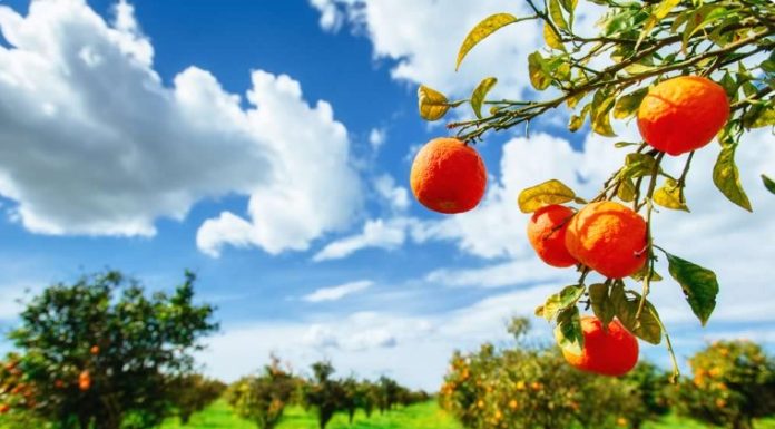 Hacienda el refugio cadereyta, naranjas