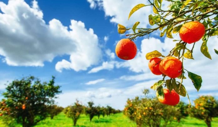 Hacienda el refugio cadereyta, naranjas